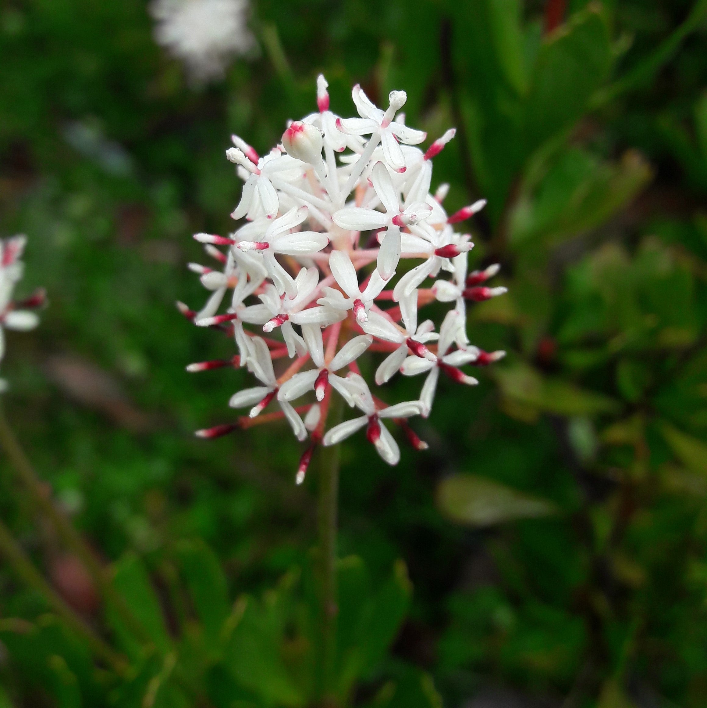 Mountain rocket (Bellendena montana): The most Ancient Tasmanian