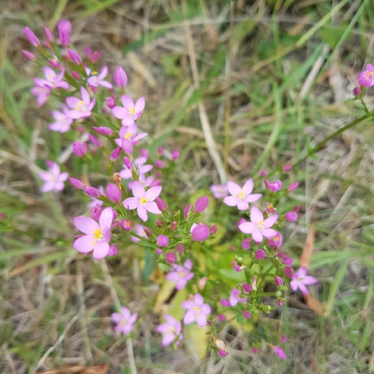 Centaurium erythrea (Gentianaceae): Untouched by wallabies