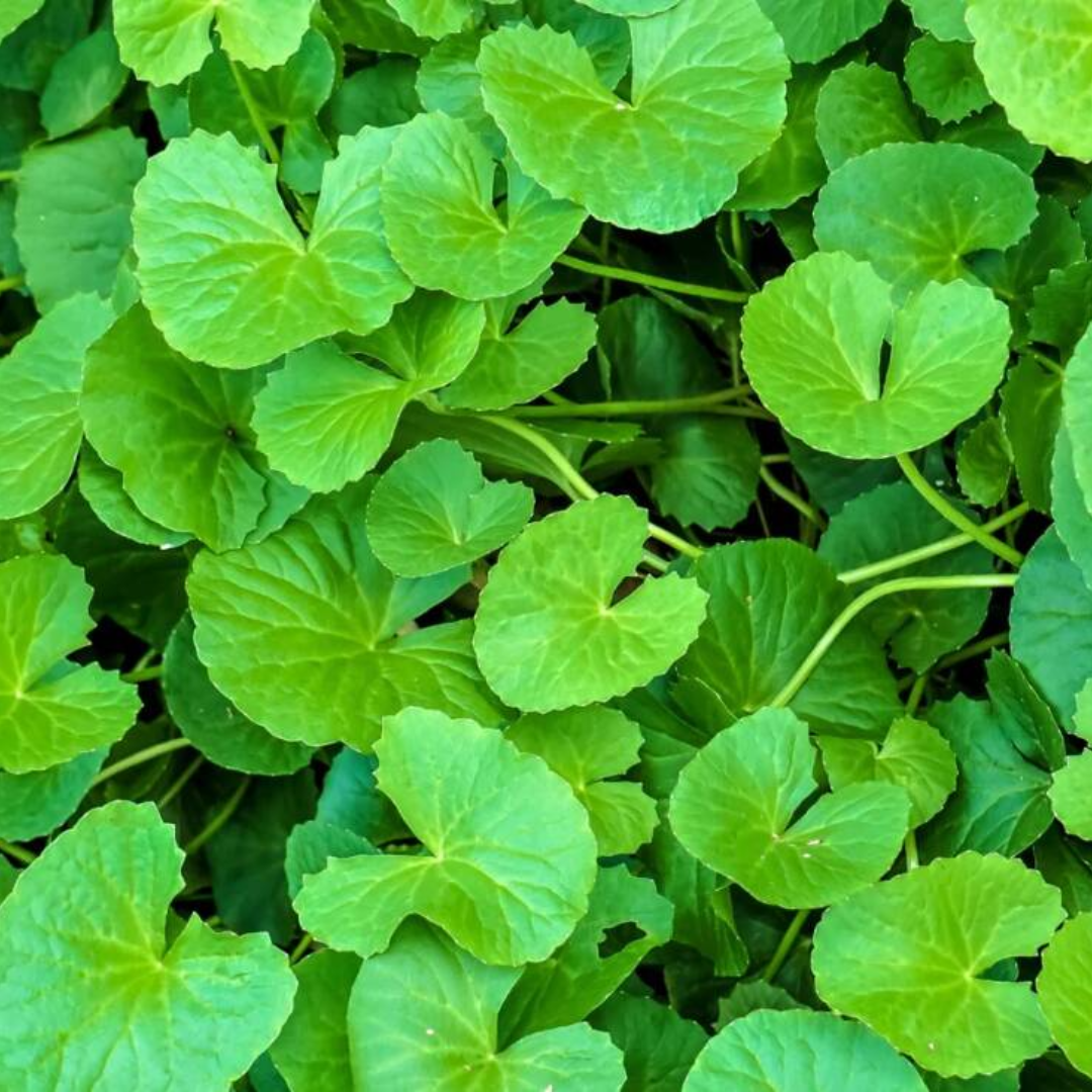 Gotu Kola in Skin Care: A Herbalist's Critique of the Reductionist View of Centella Asiatica