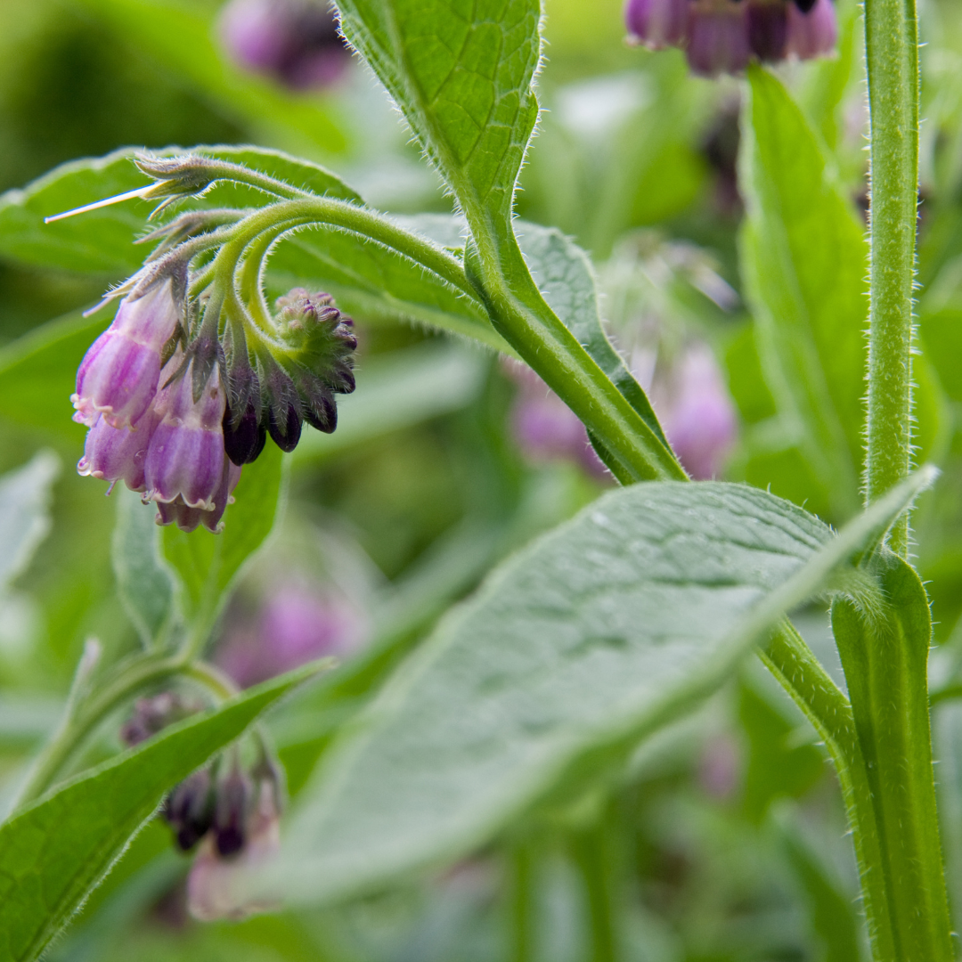 Is comfrey safe for topical application? A fascinating trip into the dermal metabolism of pyrrolizidine alkaloids.