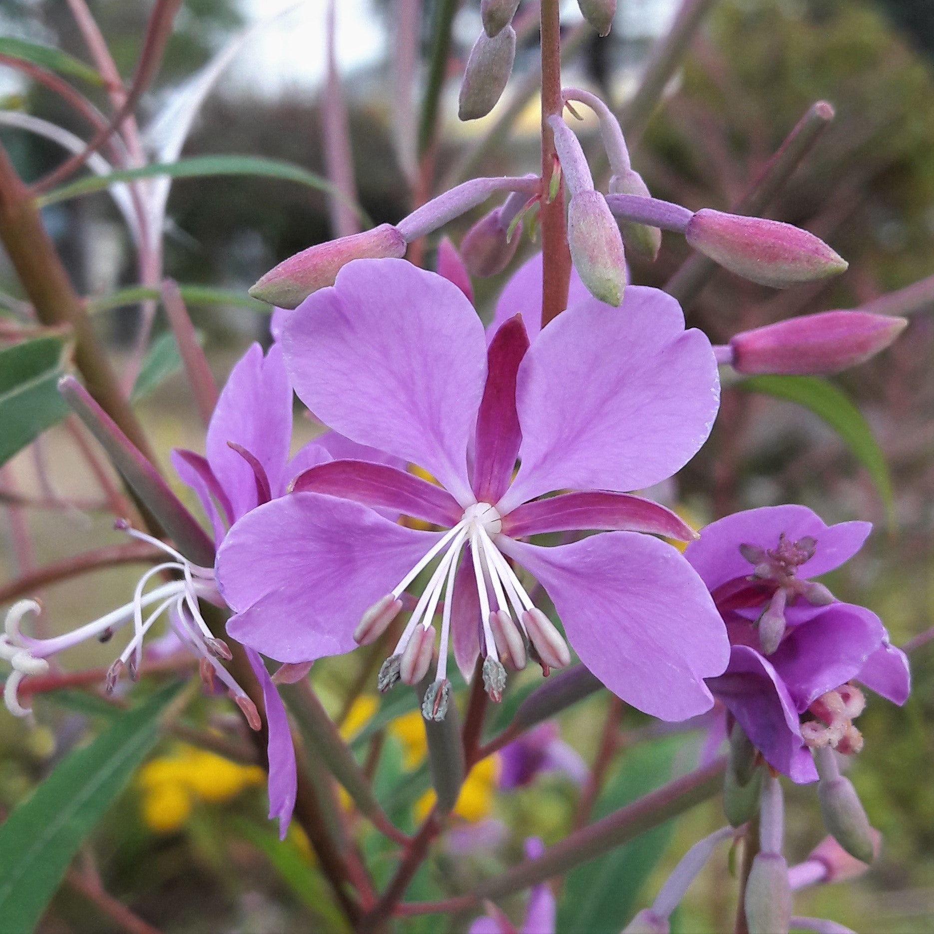 Epilobium angustifolium (Fireweed): Yukon’s famous remedy