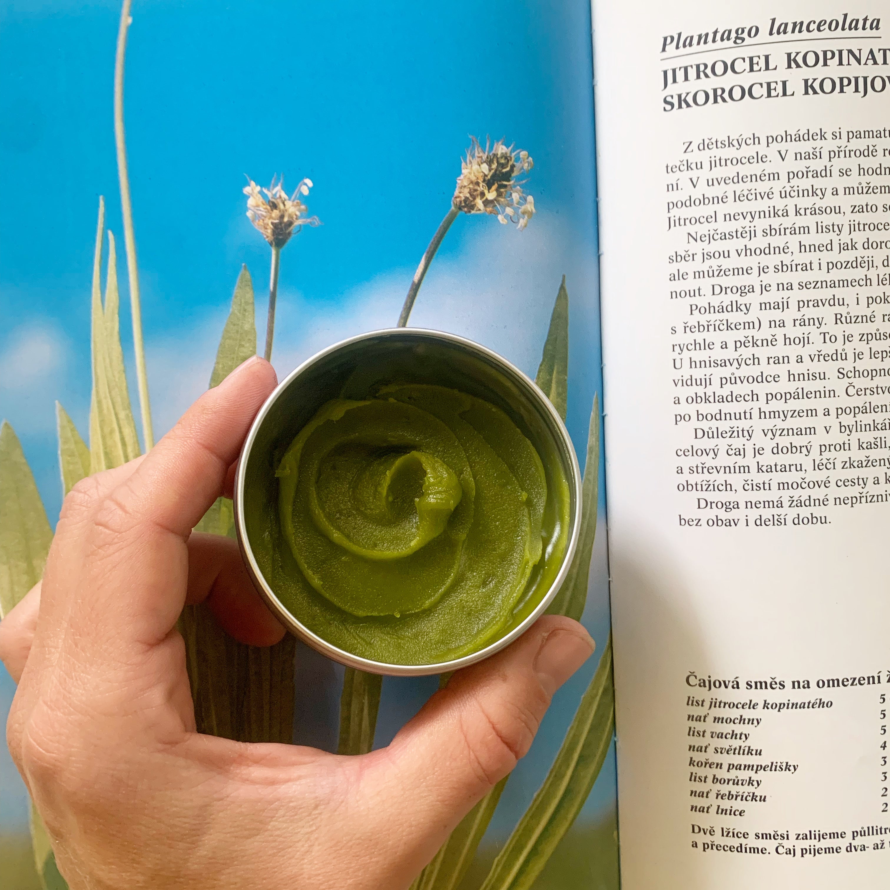 Plantain and plantain extract in natural skin care