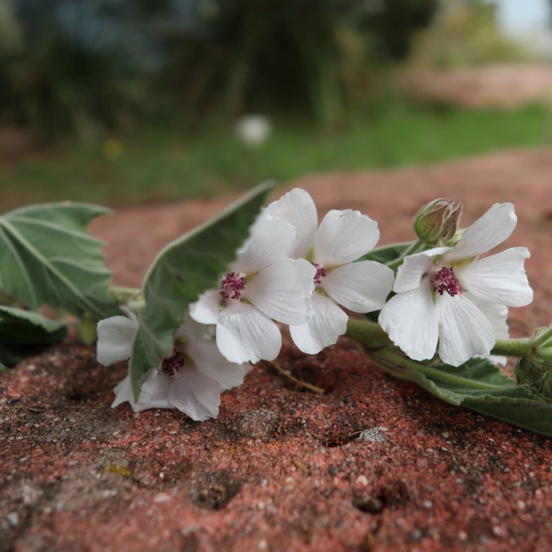 Wattle Seeds & Marshmallow Skin Treat