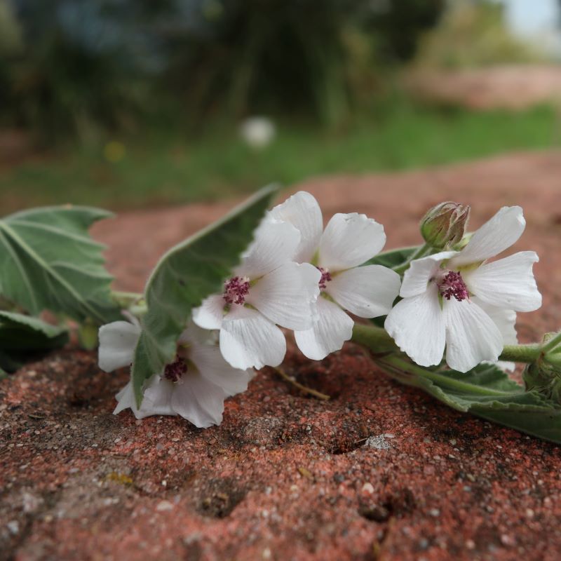 WATTLE SEEDS & MARSHMALLOW SKIN TREAT