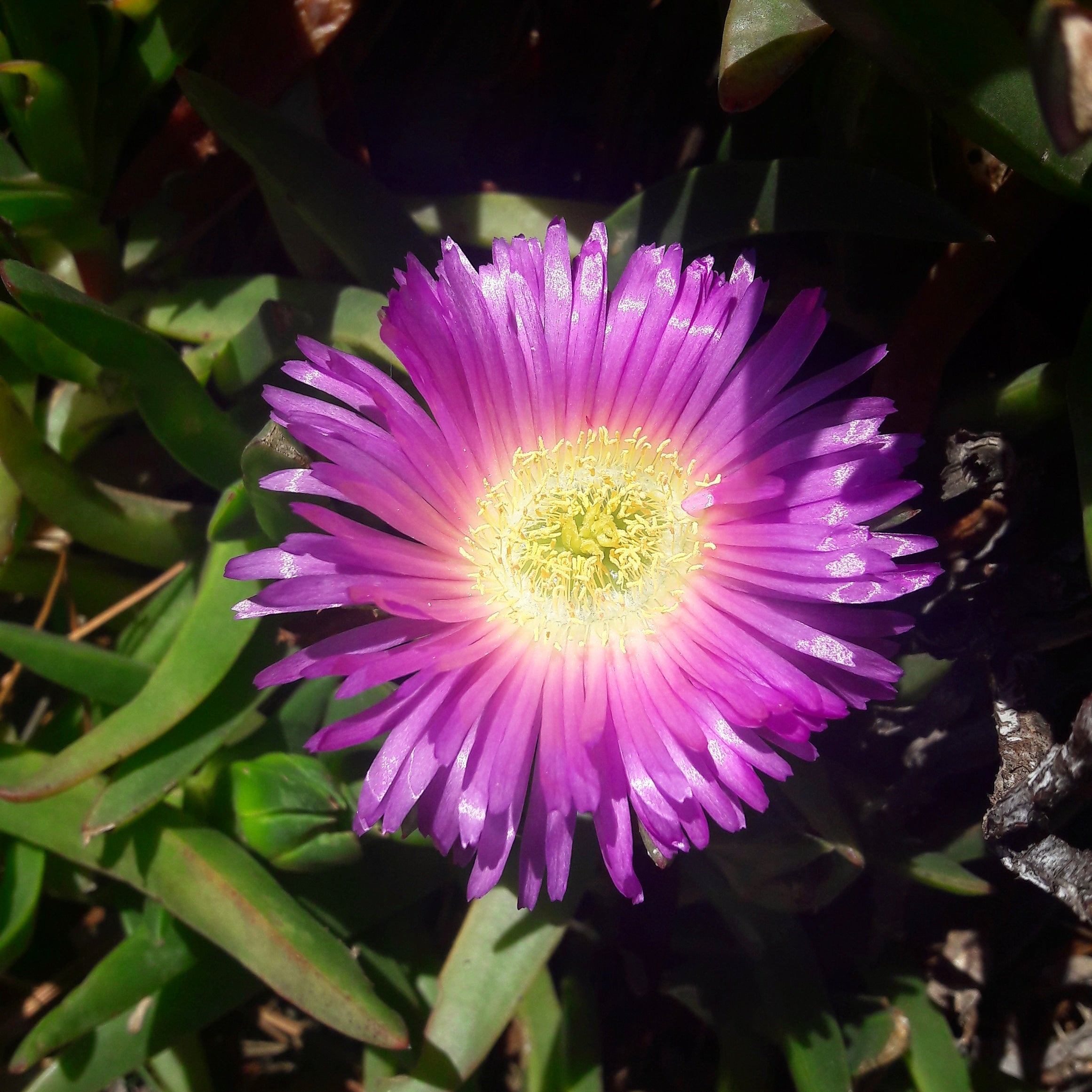 Carpobrotus rossii (Native pigface): A versatile succulent