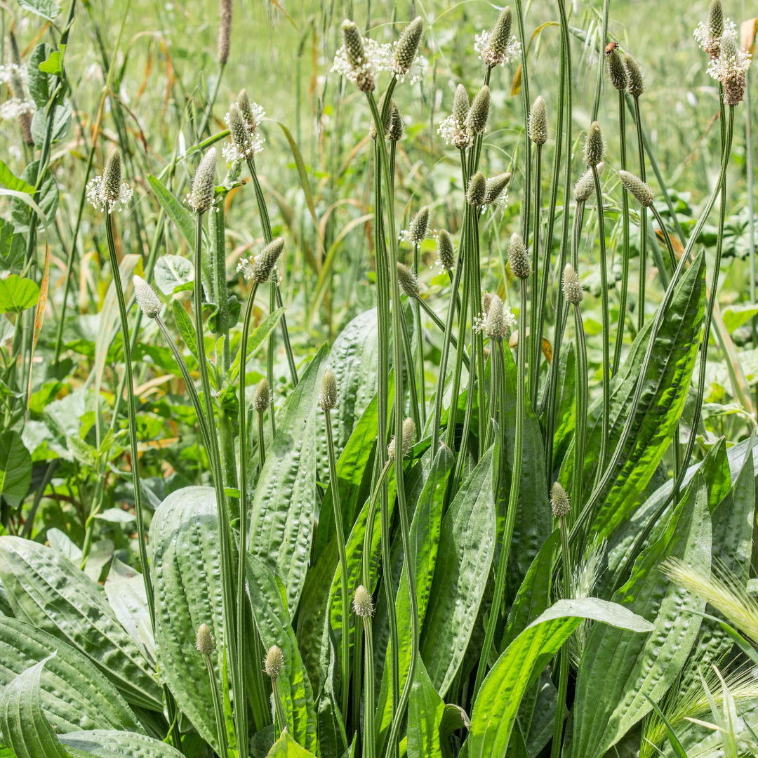 Plantain Plantago lanceolata leaves and flowers on a meadow
