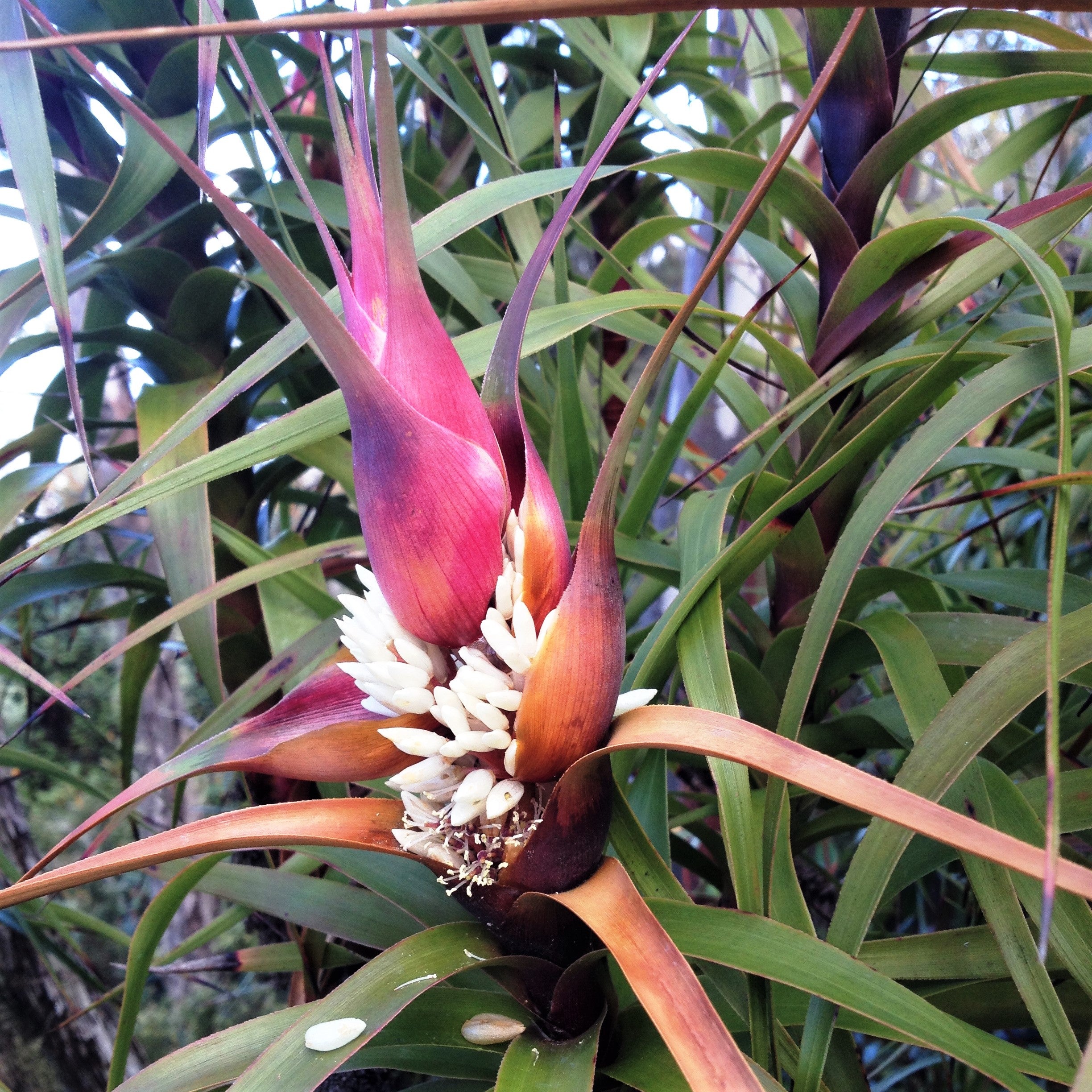 Richea dracophylla (Ericaceae): The Queen of Tasmanian Dragons