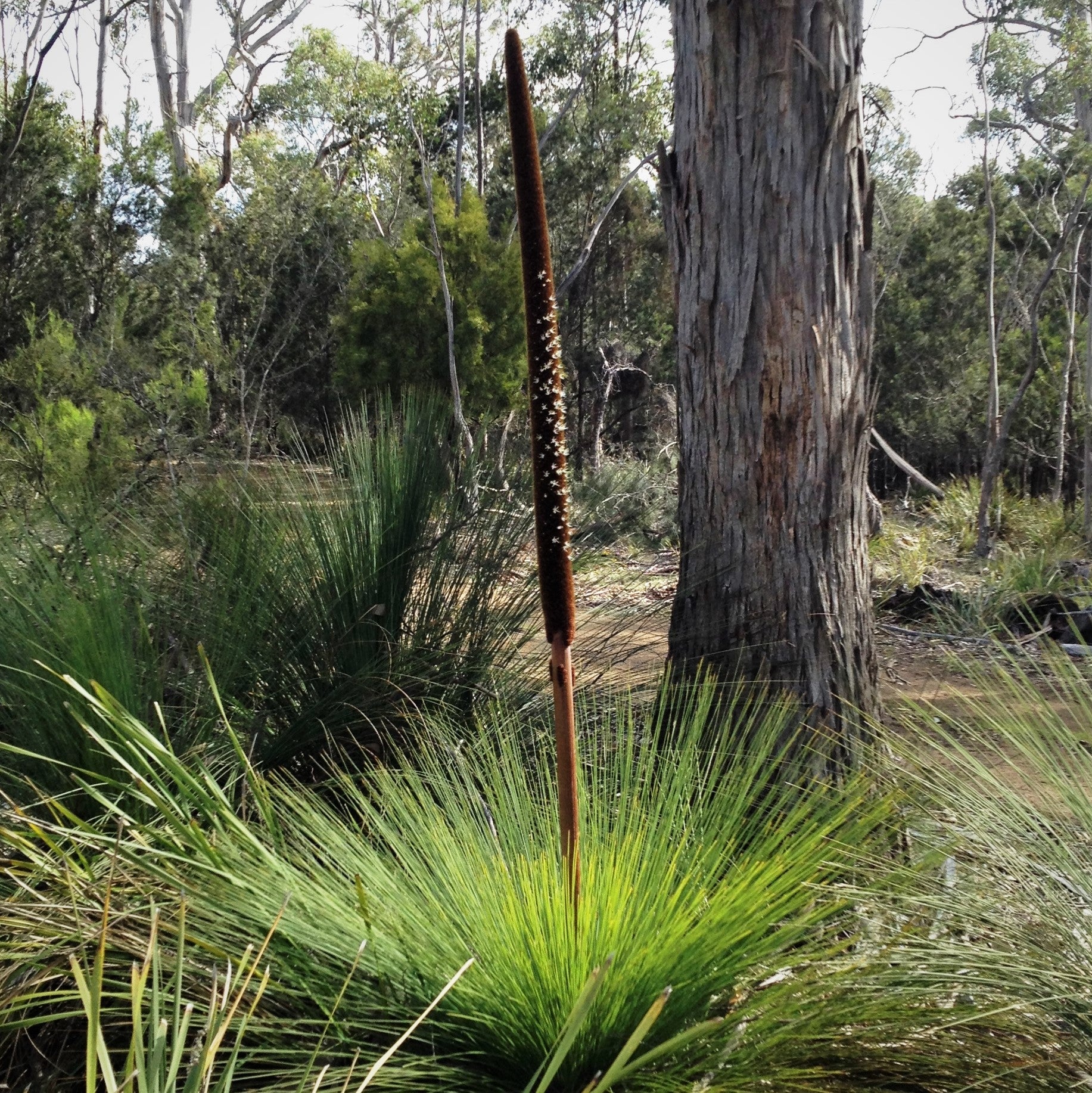 Xantorrhoea australis: Call me Grass tree not Black Boy